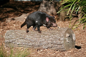 Demonio de Tasmania
