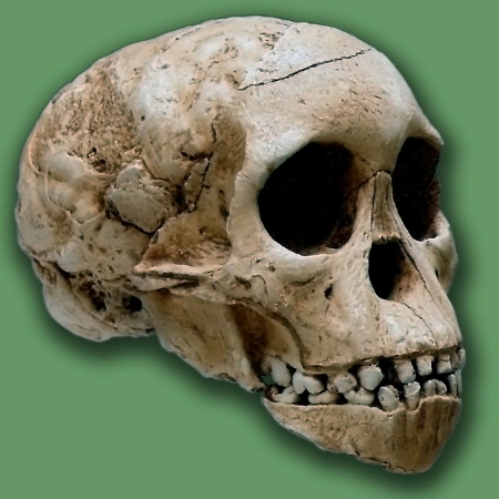Réplica de cráneo de niño Taung