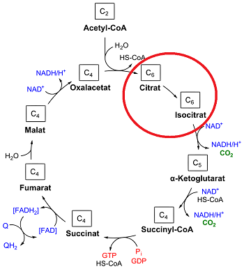 Ciclo de TCA