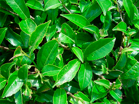 Una imagen de las hojas verdes de la planta Camilla sinensis