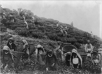 Foto de la granja de té