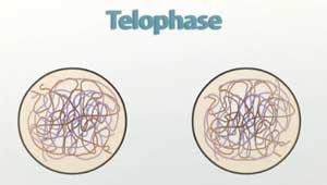 Ilustración de la telofase