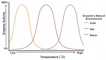 Temperatura y actividad enzimática