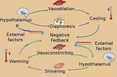 Mapa Conceptual - Regulación de Temperatura