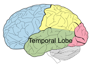 lóbulo temporal