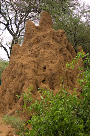 montículo de termitas