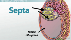 Albuginea testicular