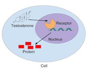 señalización de testosterona