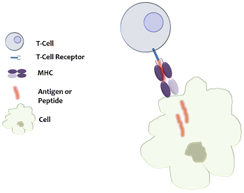 célula T
