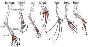 Estructura de la extremidad del tetrapodo