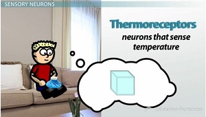 Termorreceptores