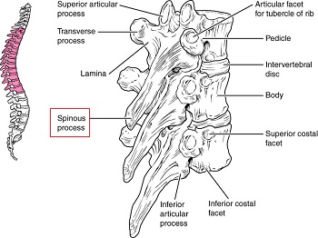 vertebra torácica