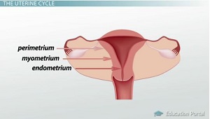Tres capas de útero