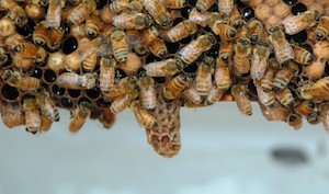 abeja