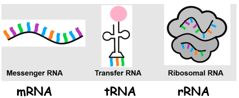 El ARN mensajero, el ARN de transferencia y el ARN ribosómico trabajan juntos para producir proteínas.
