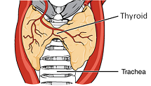 Diagrama de tiroides