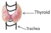 Diagrama de tiroides