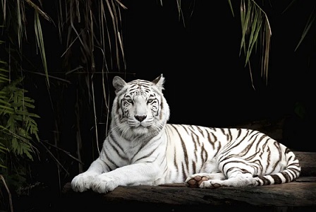 Un tigre blanco tirado frente a un fondo oscuro