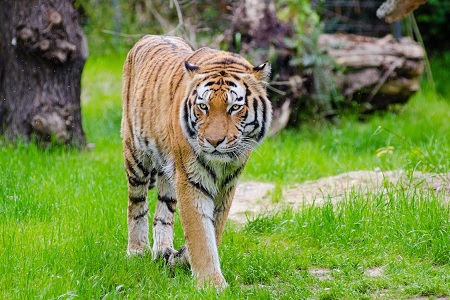Un tigre sobre hierba verde mirando hacia su lado derecho