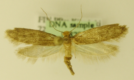 fotografía de una tiña montada sp. espécimen de polilla
