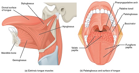 Músculos de la lengua