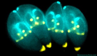 Vista cercana de la división de los parásitos Toxoplasma gondii