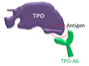Los anticuerpos se unen a parte de la TPO que reconocen