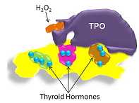 TPO ayuda en la formación de hormonas tiroideas