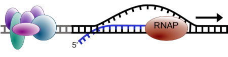 Dibujo a color del proceso de transcripción. La ARN polimerasa se une al ADN, una sección se desenrolla y el ARN copia una hebra.