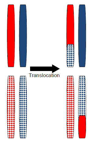 recombinación