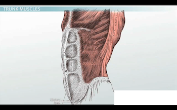 vista transversal de los músculos abdominales