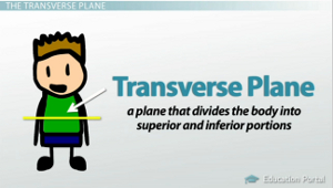 Diagrama de plano transversal