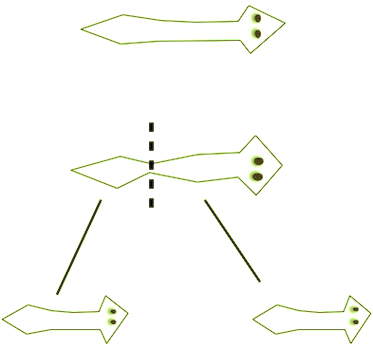 Fisión transversal