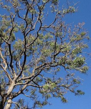 tomar árbol