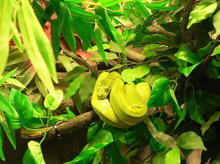 Una fotografía de una boa esmeralda en un árbol.