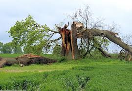 Si un árbol cae en un bosque y nadie está cerca para escucharlo, ¿emite algún sonido?