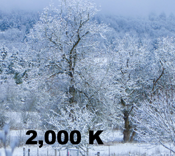 Imagen del árbol 2000 K