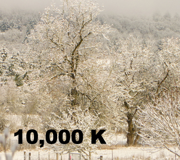 Imagen del árbol 2000 K