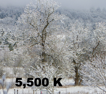 Imagen del árbol 5500 K