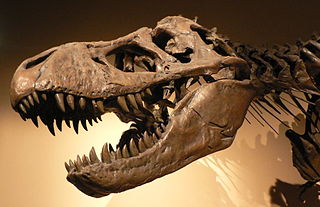 Fósil de cráneo de T-Rex