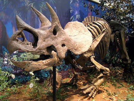 Una fotografía de un esqueleto de triceratops en una exposición de museo.