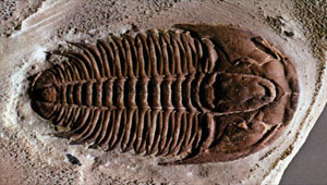 trilobite