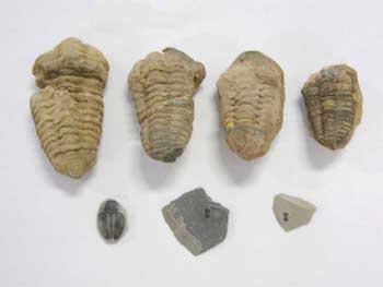 trilobite