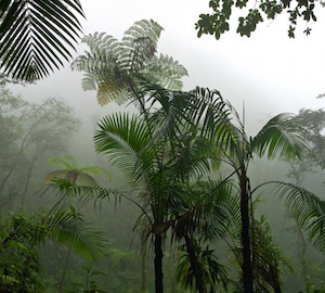 bosque tropical