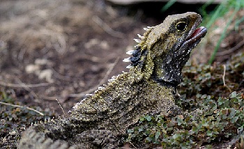 Tuátara con dientes afilados