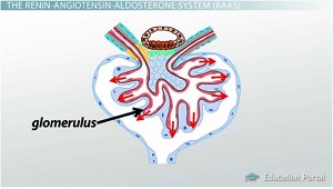 Retroalimentación tubuloglomerular