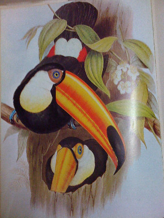 Ilustración de ejemplares de tucanes toco