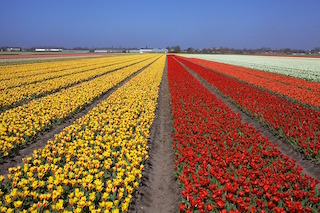 Campo de tulipanes