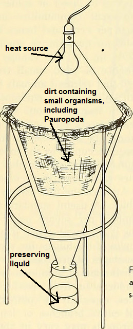 Un embudo de Tullgren, como este, se utiliza para recolectar especímenes de pauropoda, así como otros microartrópodos del suelo.