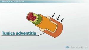 Túnica adventicia